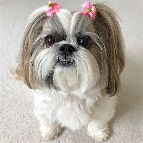 com will help you find your perfect <strong>Shih Tzu</strong> puppy for sale in Illinois. . Lacey shih tzu